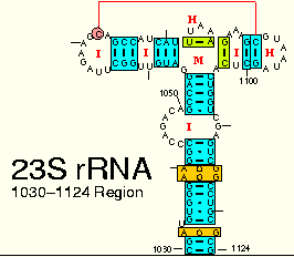 23S rRNA: 1030-1124 Region