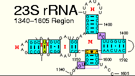 23S rRNA: 1340-1605 Region