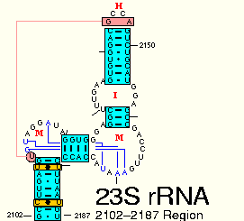 23S rRNA: 2102-2187 Region