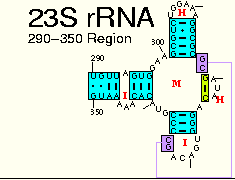 23S rRNA: 290-350 Region
