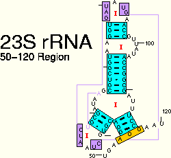 23S rRNA: 50-120 Region