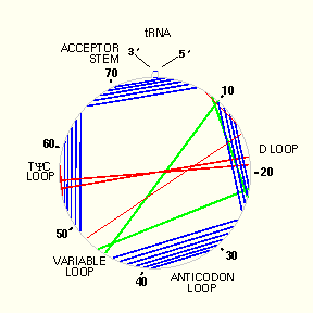 tRNA Circular Structure Diagram