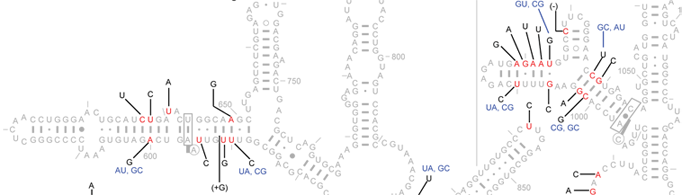 microheterogeneity example: E. coli 16S rRNA