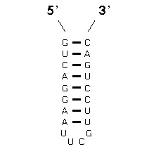 Sequence #1 - Secondary Structure